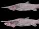 アゴが魚類最速の速度で飛び出す「悪魔のサメ」　ミツクリザメの驚異の捕食行動が初解明される