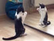 飛びかかったり踊ったり？　鏡で自分の姿を見た猫ちゃんの反応