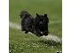 黒猫がラグビーの試合に乱入　すさまじいダッシュを見せつけどの選手よりも注目される