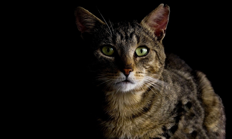 猫の写真を撮るときにフラッシュを使わないで 失明の危険性を訴えた注意喚起が話題に ねとらぼ