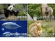 上野動物園・葛西臨海水族園などの公式サイト「復旧のめど立たず」　不正アクセスにより7月7日から公開停止中