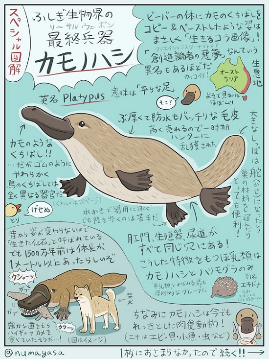 カモノハシら ふしぎな生き物 の生態をまとめたイラスト図解が話題