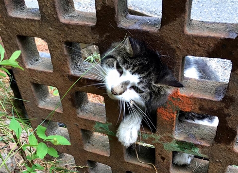 雨水溝の鉄柵に挟まった猫