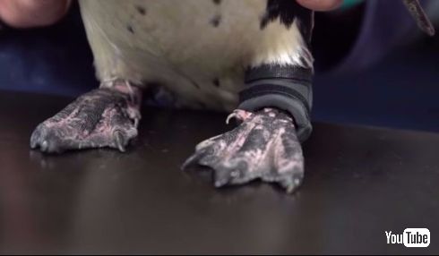 ペンギン 3Dプリンタ ブーツ 水族館