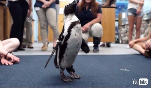 ペンギン 3Dプリンタ ブーツ 水族館