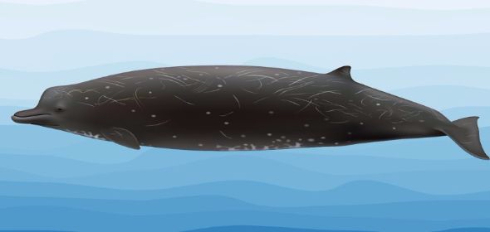 クジラ 新種 NOAA