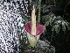 死体花「ショクダイオオコンニャク」の開花をニューヨークからライブ中継　数年に1度に咲く臭い花