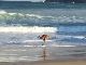 オーストラリアの海岸で跳びはねるカンガルーが目撃される