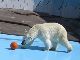 走る！　投げる！　飛び込む！　釧路市動物園のホッキョクグマがオリンピックに負けないパワフルさ