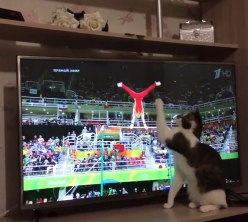 猫 体操 リオ五輪
