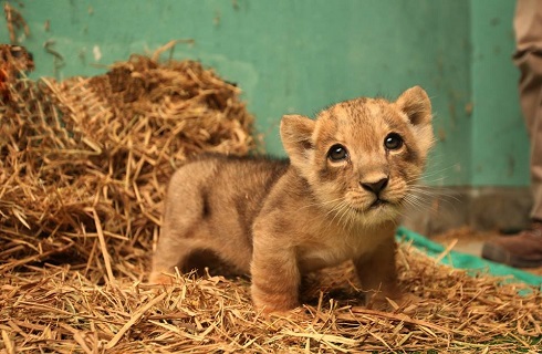 ウルウルの瞳がかわいい ペルーの動物園で21世紀になって初のライオンの赤ちゃんが誕生 ねとらぼ