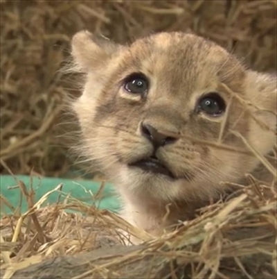 リマ、ライオンの赤ちゃん