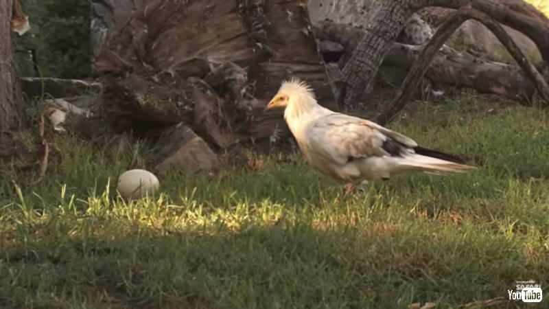 石を使ってダチョウの卵を割るハゲワシが賢すぎる ねとらぼ