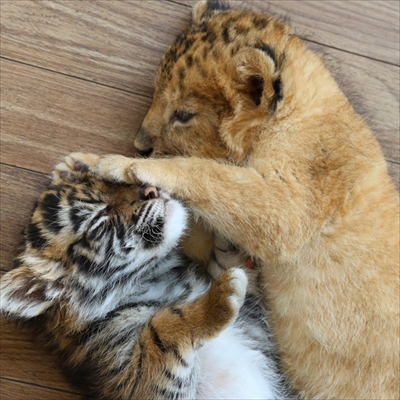 トラの赤ちゃんとライオンの赤ちゃんが超仲良し 大分の動物園の今しか見られないモフモフコンビに癒される ねとらぼ