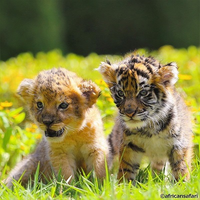 トラの赤ちゃんとライオンの赤ちゃんが超仲良し 大分の動物園の今しか見られないモフモフコンビに癒される ねとらぼ