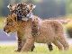 トラの赤ちゃんとライオンの赤ちゃんが超仲良し！　大分の動物園の今しか見られないモフモフコンビに癒される