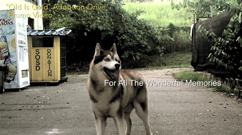 シンガポールのアニマルシェルターが視力を失った犬へ追悼動画を公開