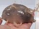 これが「海の豚」か！　見た目が不思議すぎる深海生物「センジュナマコ」がすごいインパクト