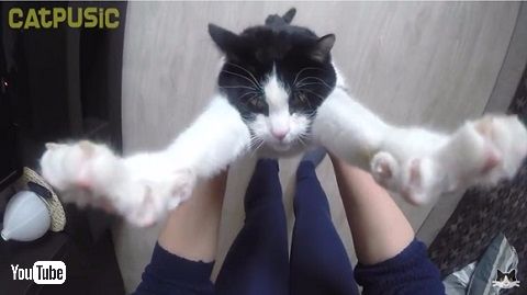 抱っこしてにゃああああ バンザイして抱っこをおねだりする猫がニヤけちゃいそうなほどかわいい ねとらぼ