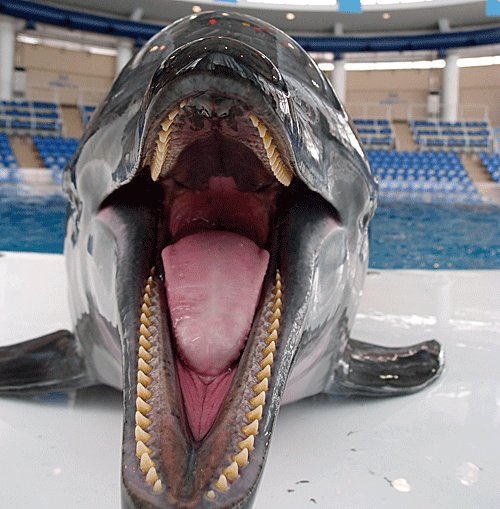 イルカってこんなに歯が生えてたのか アクアワールド茨城県大洗水族館が大口を開けたイルカの写真を公開 ねとらぼ
