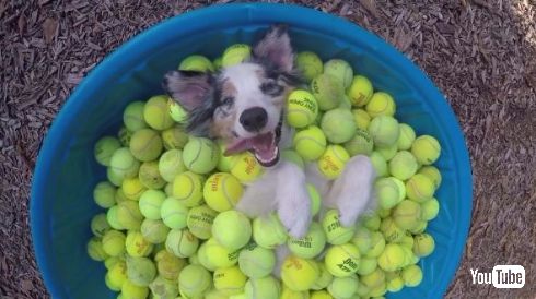 犬 テニスボール YouTube