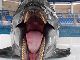 イルカってこんなに歯が生えてたのか　アクアワールド茨城県大洗水族館が大口を開けたイルカの写真を公開