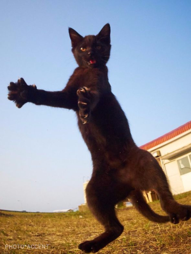 猫 黒猫拳 写真 アクセント