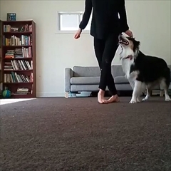 アイリッシュダンスを踊る犬