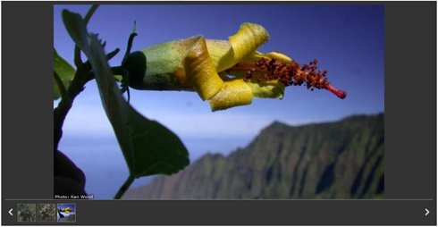 ハワイの植物
