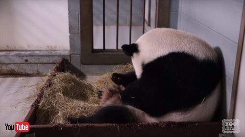 アトランタ動物園パンダ誕生
