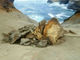 米州立公園で人気スポットの岩が砕かれる　破壊行為の動画がネットに