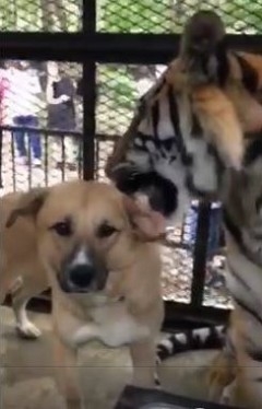 仲良しすぎるトラと犬 札幌の民間動物園でクンクンペロペロしてるよー ねとらぼ