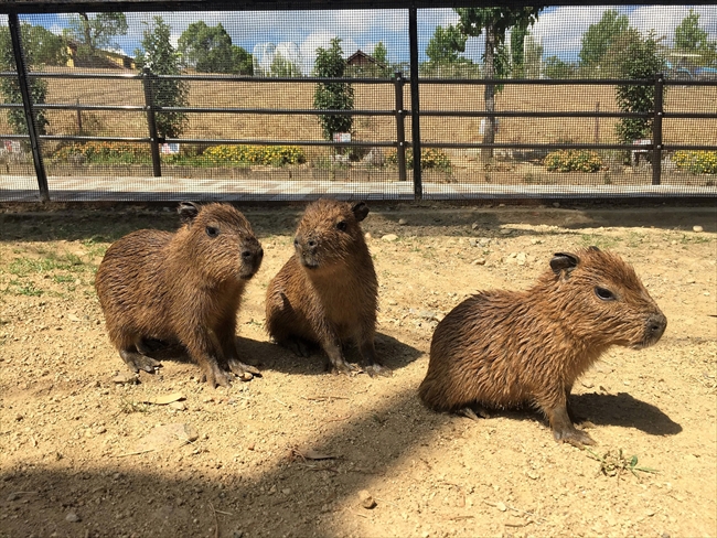 仲よしな姿がかわいい 大阪 堺でカピバラの三つ子ちゃんが誕生 ねとらぼ