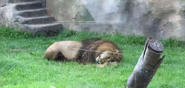 まるで大きなネコ ワラ玉をもらってリラックスしたライオンに百獣の王の威厳が見当たらない ねとらぼ