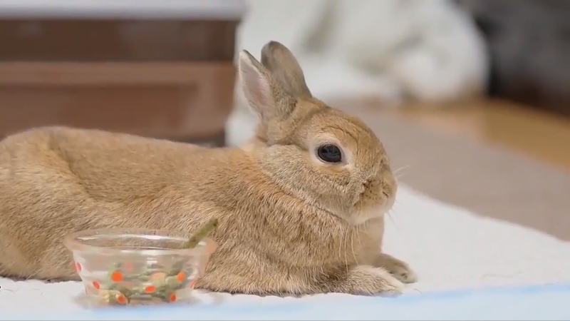 ふわぁ ウサギが伸びをして あくび をする動画が気持ち良さそうでほのぼのする ねとらぼ