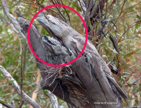 写真 鳥 ステルス オーストラリア ガマグチ ヨタカ