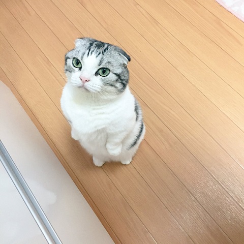 気をつけ猫