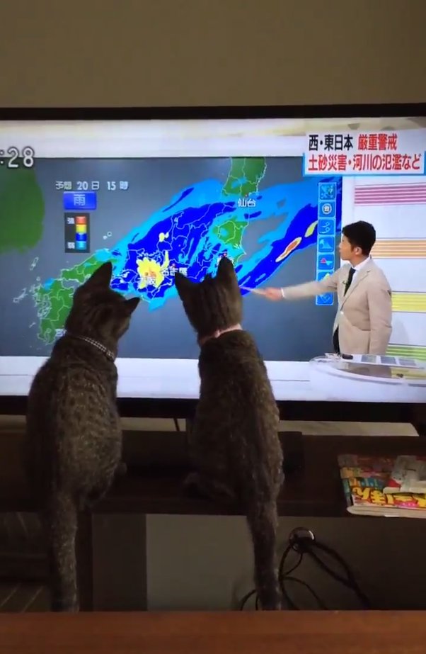 仲良く並んで同じ動き 天気予報に見入る2匹の猫ちゃんがたまらないかわいさ ねとらぼ