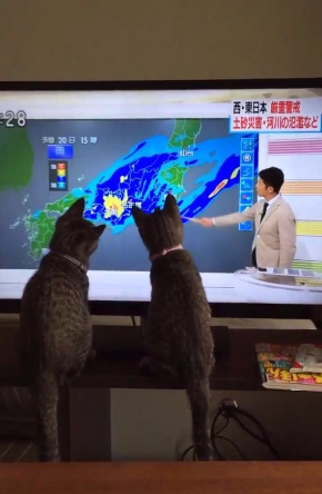 猫 天気予報 指し棒 見入る シンクロ