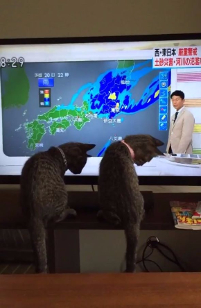仲良く並んで同じ動き 天気予報に見入る2匹の猫ちゃんがたまらないかわいさ ねとらぼ