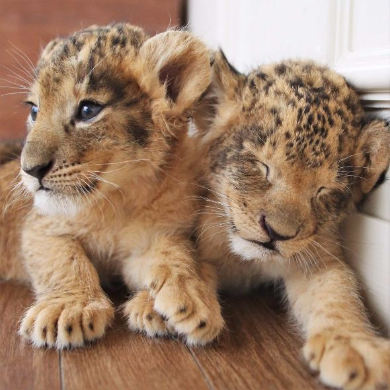 2匹の寝顔に思わずニヤケる 九州自然動物公園のライオンの赤ちゃんがモフモフかわいい ねとらぼ