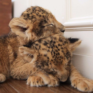 2匹の寝顔に思わずニヤケる 九州自然動物公園のライオンの赤ちゃんがモフモフかわいい ねとらぼ