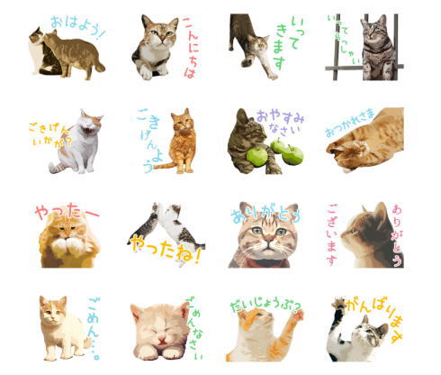 動物写真家 岩合光昭さん撮影の猫写真がlineスタンプで登場 癒しのにゃんこパワーが会話を盛り上げる ねとらぼ