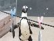 アジ食い競争始まるよー！　サンシャイン水族館でペンギンたちのカワイイ運動会を毎日開催