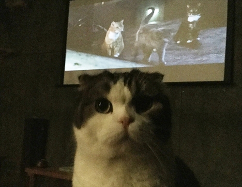 猫の映画上映会