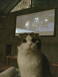 猫の映画上映会