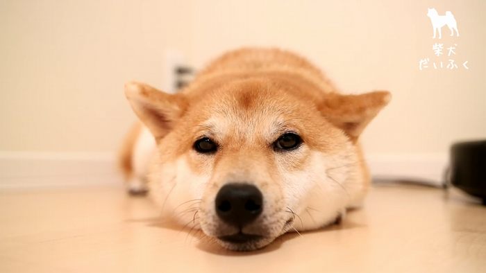 ゆったり流れるわんこの時間 イケメン柴犬 だいふくの日常に癒される ねとらぼ