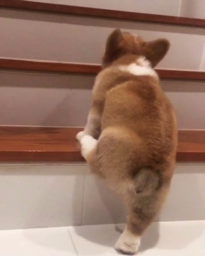 コーギー 階段 上れない Instagram