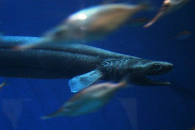 シン ゴジラ モデルの深海生物ラブカが沼津港深海水族館で展示される ねとらぼ