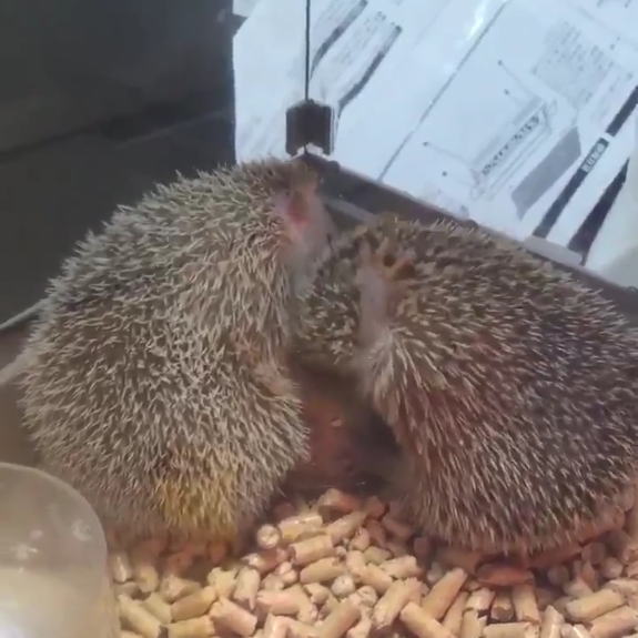 両手でサワサワ 頭を洗っているようなハリネズミの仲間が超かわいい ねとらぼ